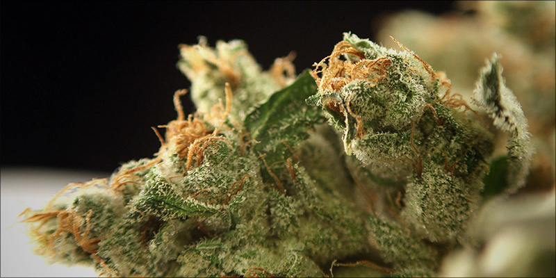 Humulene Anti Inflammatory 1 Humulene: The Anti Inflammatory, Cancer Killing Terpene That Smells Like Beer