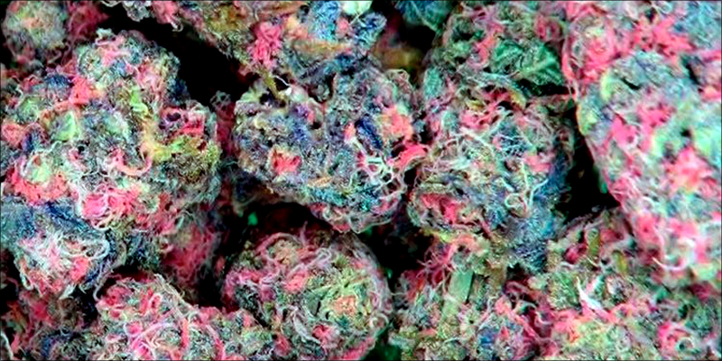 Pink Cannabis Is A Real Thing And It’s Gorgeous