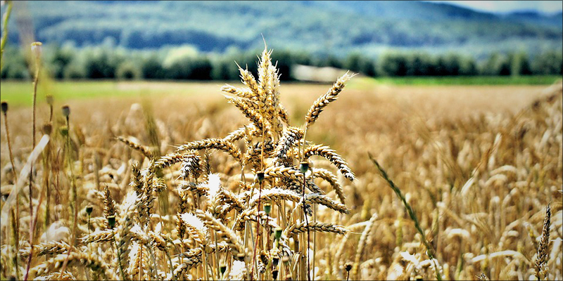 The Country Famous 2 The Country Famous for Malawi Gold Sets Sights On Legalizing Hemp