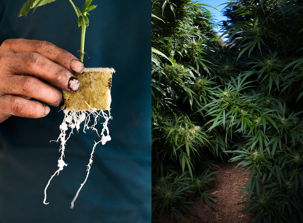 cannabis photographer kristen angelo herb 12 This illegal pot growers daughter is fighting corporate cannabis with photography