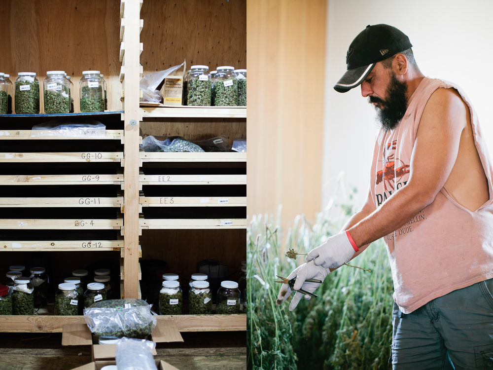 cannabis photographer kristen angelo herb 2 This illegal pot growers daughter is fighting corporate cannabis with photography