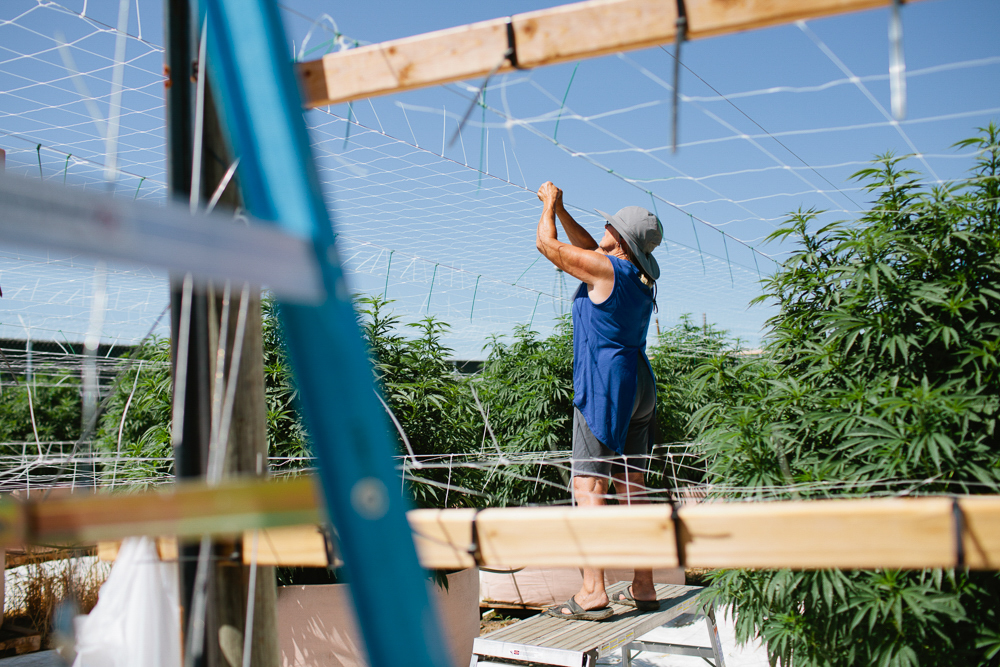 cannabis photographer kristen angelo herb 416 This illegal pot growers daughter is fighting corporate cannabis with photography