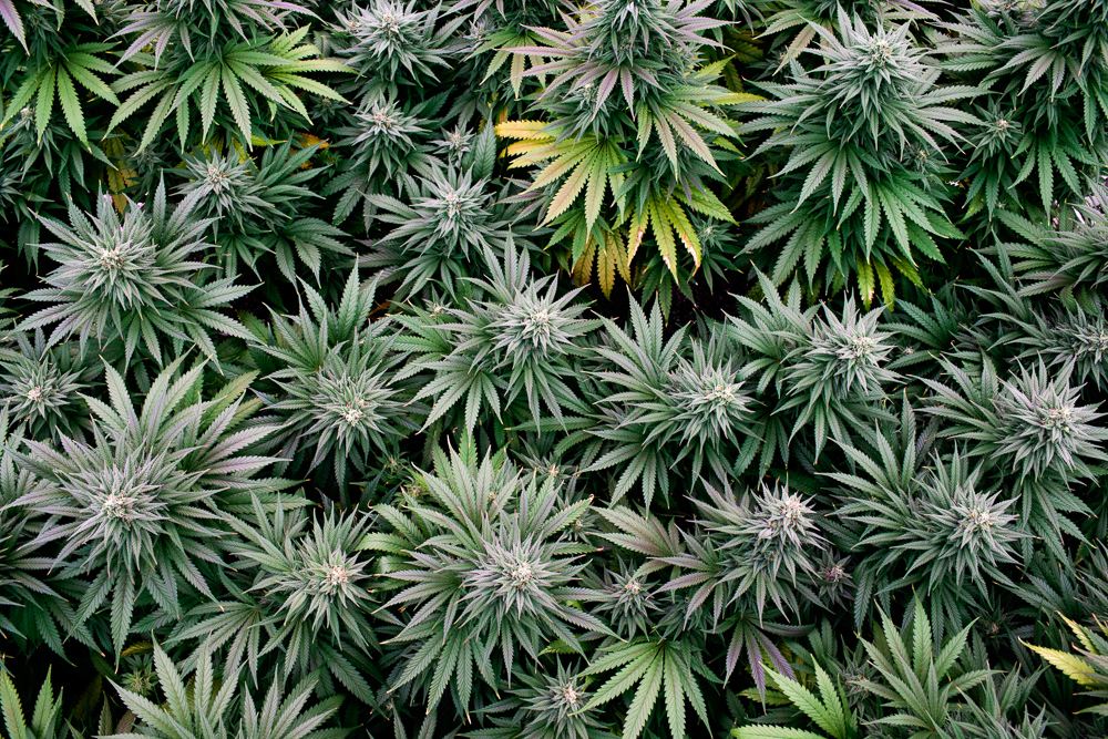 cannabis photographer kristen angelo herb 4636 This illegal pot growers daughter is fighting corporate cannabis with photography