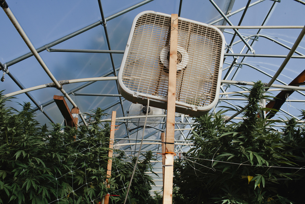 cannabis photographer kristen angelo herb 9448 This illegal pot growers daughter is fighting corporate cannabis with photography