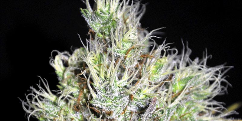 10 Best CBD 10 10 High CBD Strains That Will Help Calm Your Anxiety