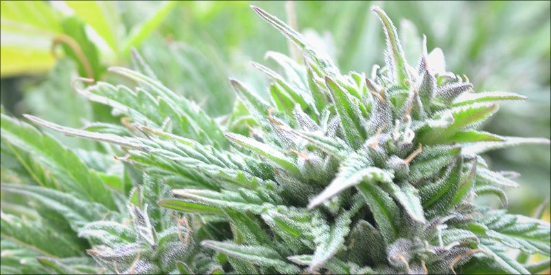 10 Best CBD 3 10 High CBD Strains That Will Help Calm Your Anxiety