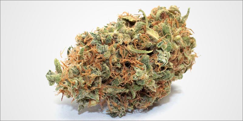 10 Best CBD 4 10 High CBD Strains That Will Help Calm Your Anxiety