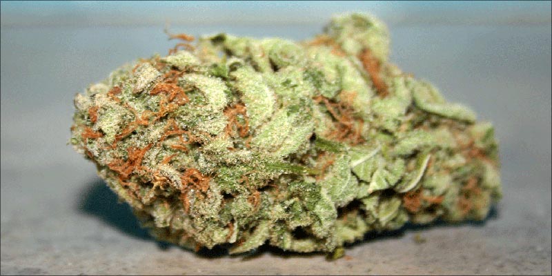 10 Best CBD 6 10 High CBD Strains That Will Help Calm Your Anxiety