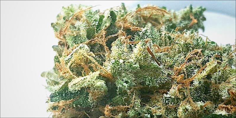 10 Best CBD 7 10 High CBD Strains That Will Help Calm Your Anxiety