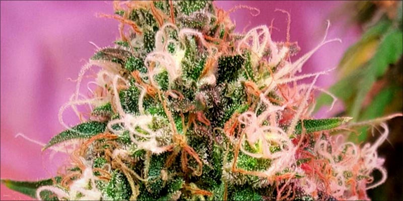 10 Best CBD 9 10 High CBD Strains That Will Help Calm Your Anxiety