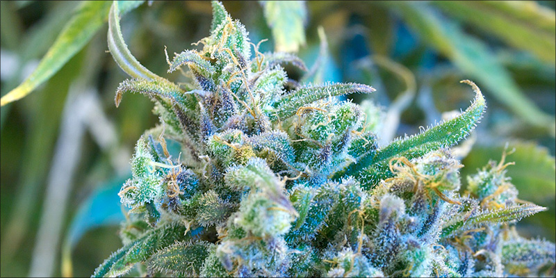 20 Weed Switzerland 3 9 Frequently Asked Questions About CBD