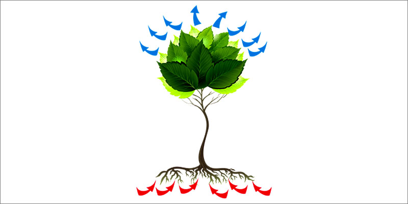 How Hemp Can 2 How Hemp Can Decontaminate Soil And Save The World