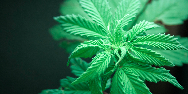 What Exactly Does 1 Whole Plant Medicine: What Makes It So Beneficial?