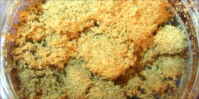 What Exactly Does 2 Whole Plant Medicine: What Makes It So Beneficial?
