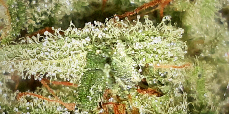 What Exactly Does 3 Whole Plant Medicine: What Makes It So Beneficial?