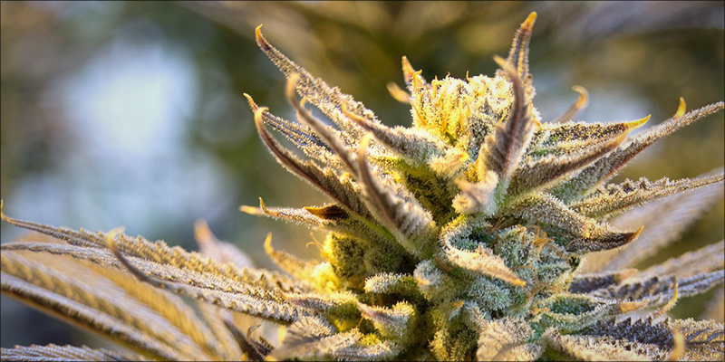 What Exactly Does 4 Whole Plant Medicine: What Makes It So Beneficial?