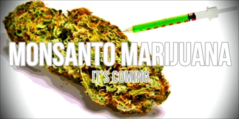 Big Corporations Push 2 Big Corporations Pushing For Genetically Modified Weed Industry