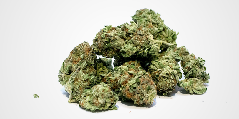 Expert Tells New 1 Expert Tells New Zealand Government Stop Lying About Cannabis