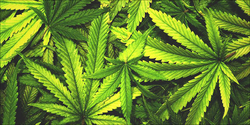 Millions Of People 1 Why Are Cannabis Allergies On The Rise?