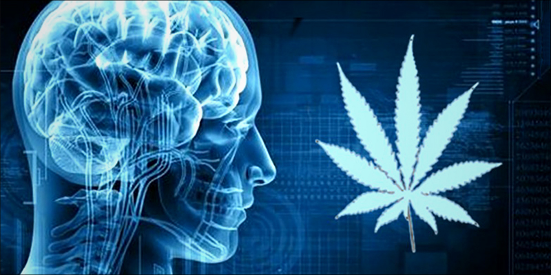 How Much CBD 1 How Much CBD Oil Should You Take For An Effective Dose?
