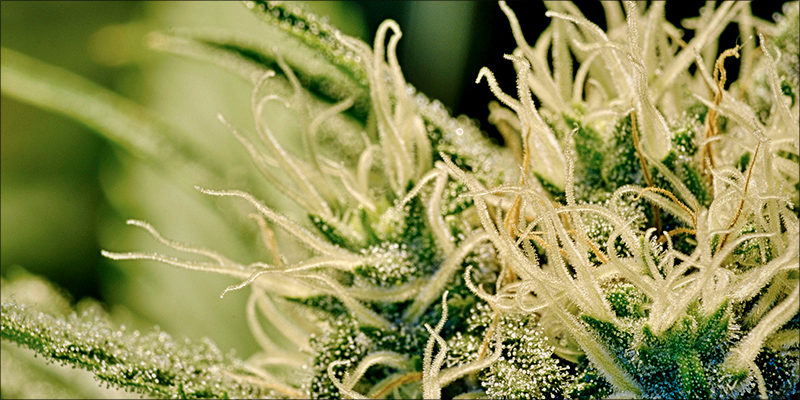 Is Cannabis Effective 3 Is Cannabis Effective Against Leukemia?
