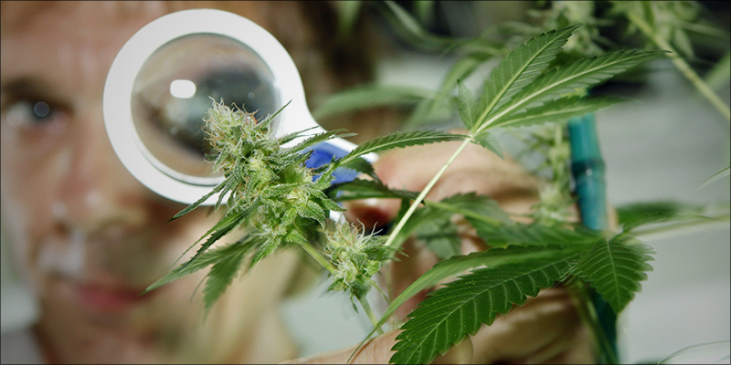 UK Research Team 2 New Research Just Confirmed That Cannabis Kills Leukemia Cells