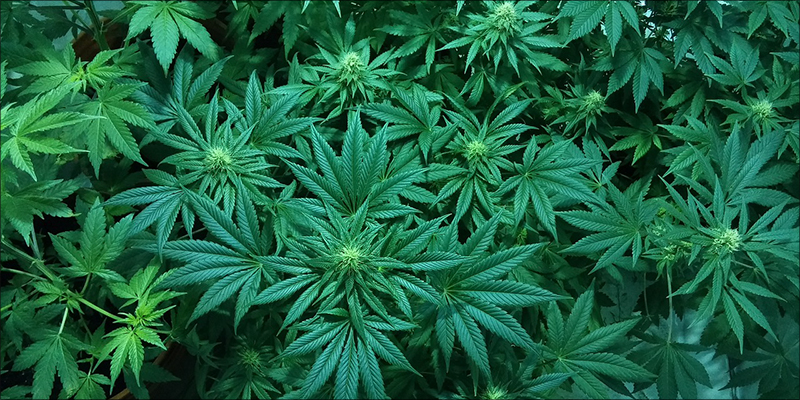 How You Can 1 How Smoking Weed Can Help You Lose Weight