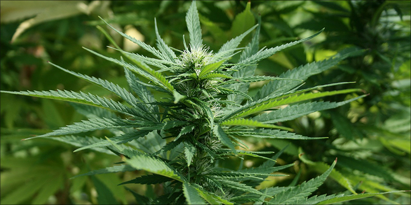How You Can 3 How Smoking Weed Can Help You Lose Weight