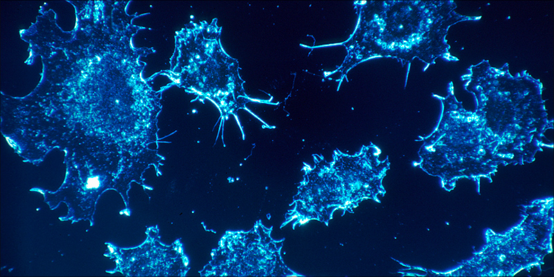 Over 100 Peer 3 Over 100 Peer Reviewed Studies Confirm Cannabis Kills Cancer Cells