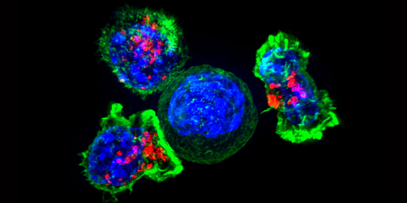 Over 100 Peer 6 Over 100 Peer Reviewed Studies Confirm Cannabis Kills Cancer Cells