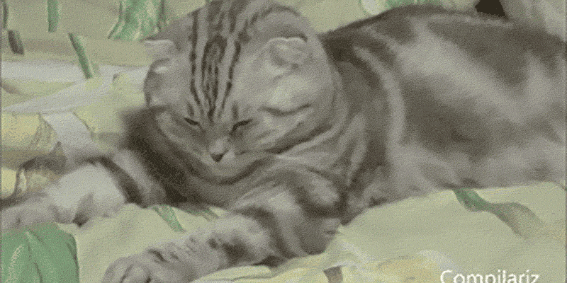 10 Things That cat 10 Things That Totally Happen When Youre Super Duper High