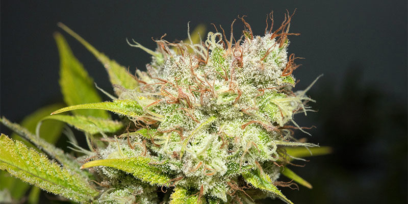 cultivar-review-dutch-treat-by-wood-wide-farms-the-highest-critic