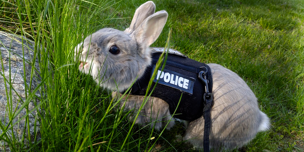 A Republican Nominee Seriously Thought Drugsniffing Bunnies Were A Thing