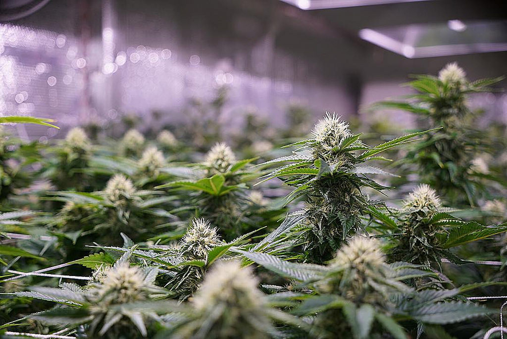 36648201405 4b5b2190cd b Everything you need to know about indica