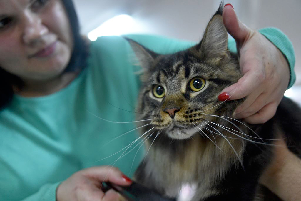 pot for pets GettyImages 861220284 Veterinarians need to get serious about the medical benefits of pot for pets