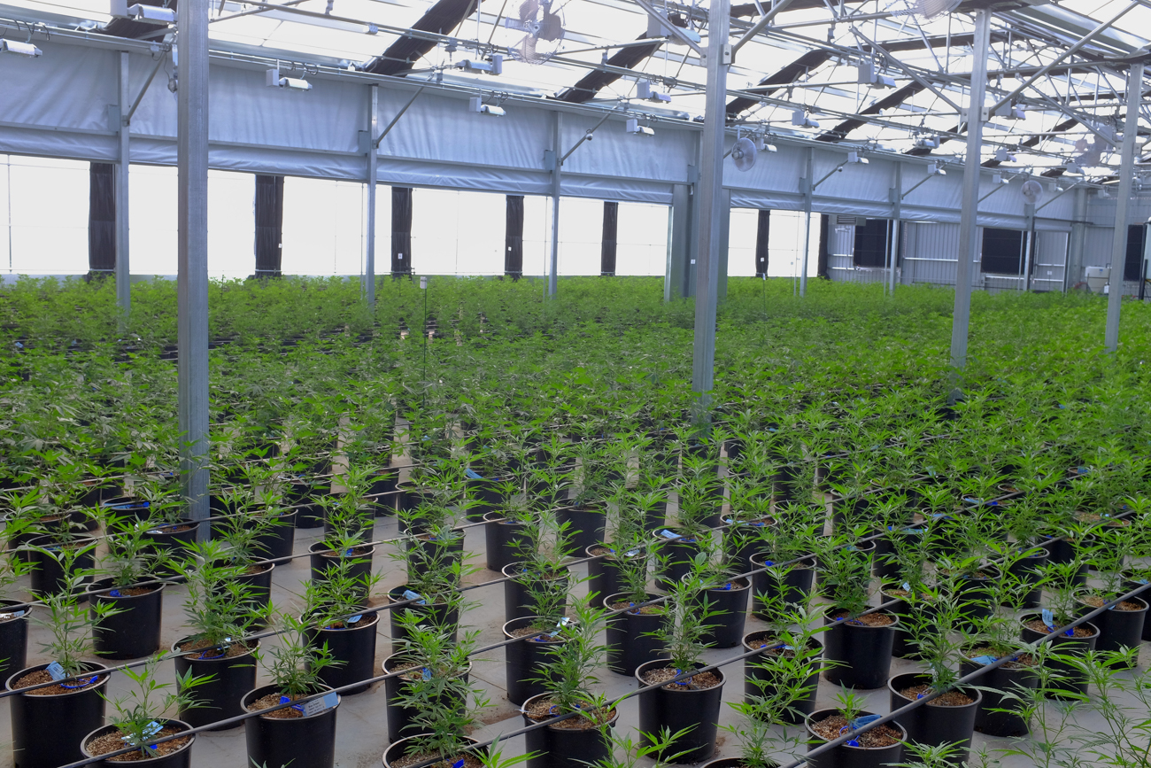 hemp russet mite 2 of 5 The invisible pest thats destroying cannabis crops