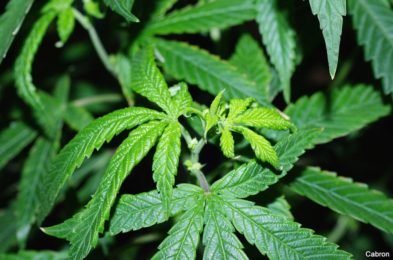hemp russet mite 5 of 5 The invisible pest thats destroying cannabis crops