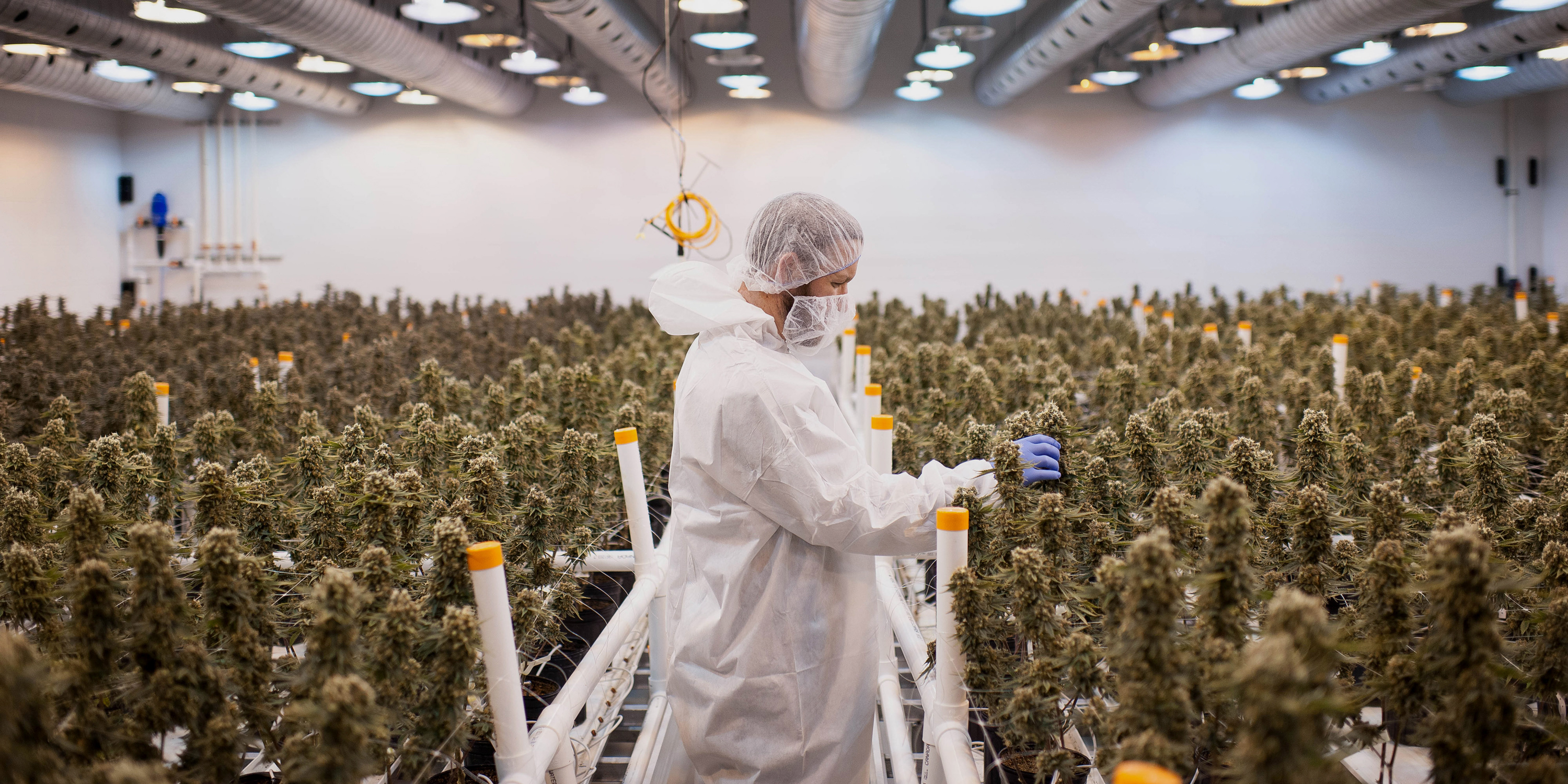 Canada's Cannabis Industry To Create 150,000 Legal Weed Jobs