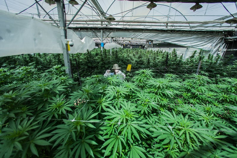 CannabisCancer1 Does Cannabis Really Cure Cancer?