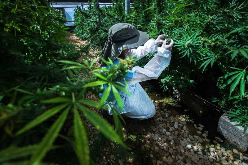 CannabisCancer3 Does Cannabis Really Cure Cancer?