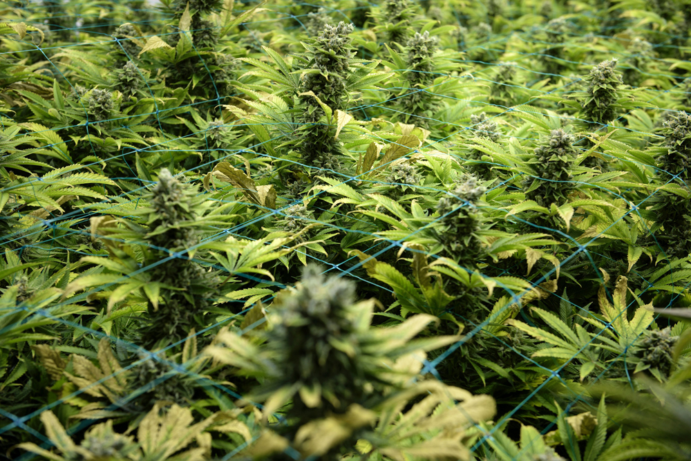 resized7 Tobacco companies are making some suspicious investments in weed