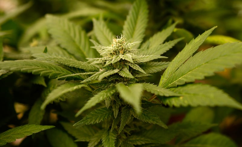GettyImages 460693428 Top 3 Medical CBD Strains