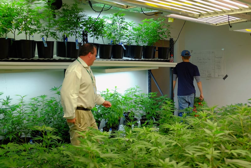 GettyImages 468729130 Harvard study finds liberal cannabis policies fuel innovation