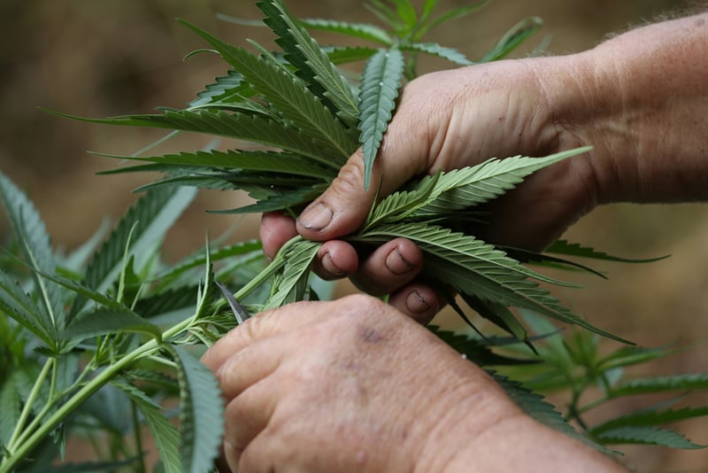 GettyImages 872076798 Californias legal market leaves behind generations of family cannabis farms