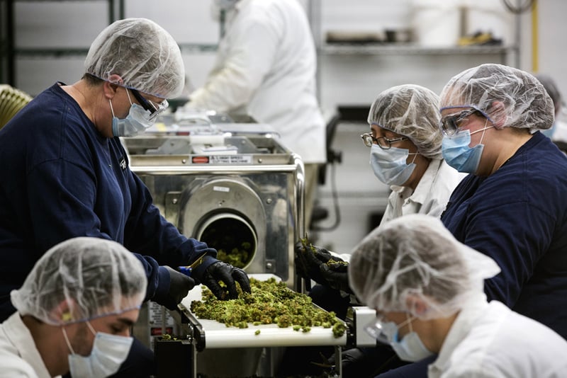 GettyImages 899559492 The 10 best cannabis jobs you probably havent considered