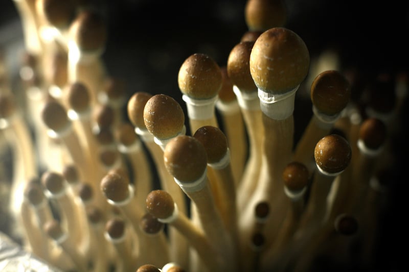 Are Psychedelic Mushrooms The Next Legalization Frontier After Cannabis?