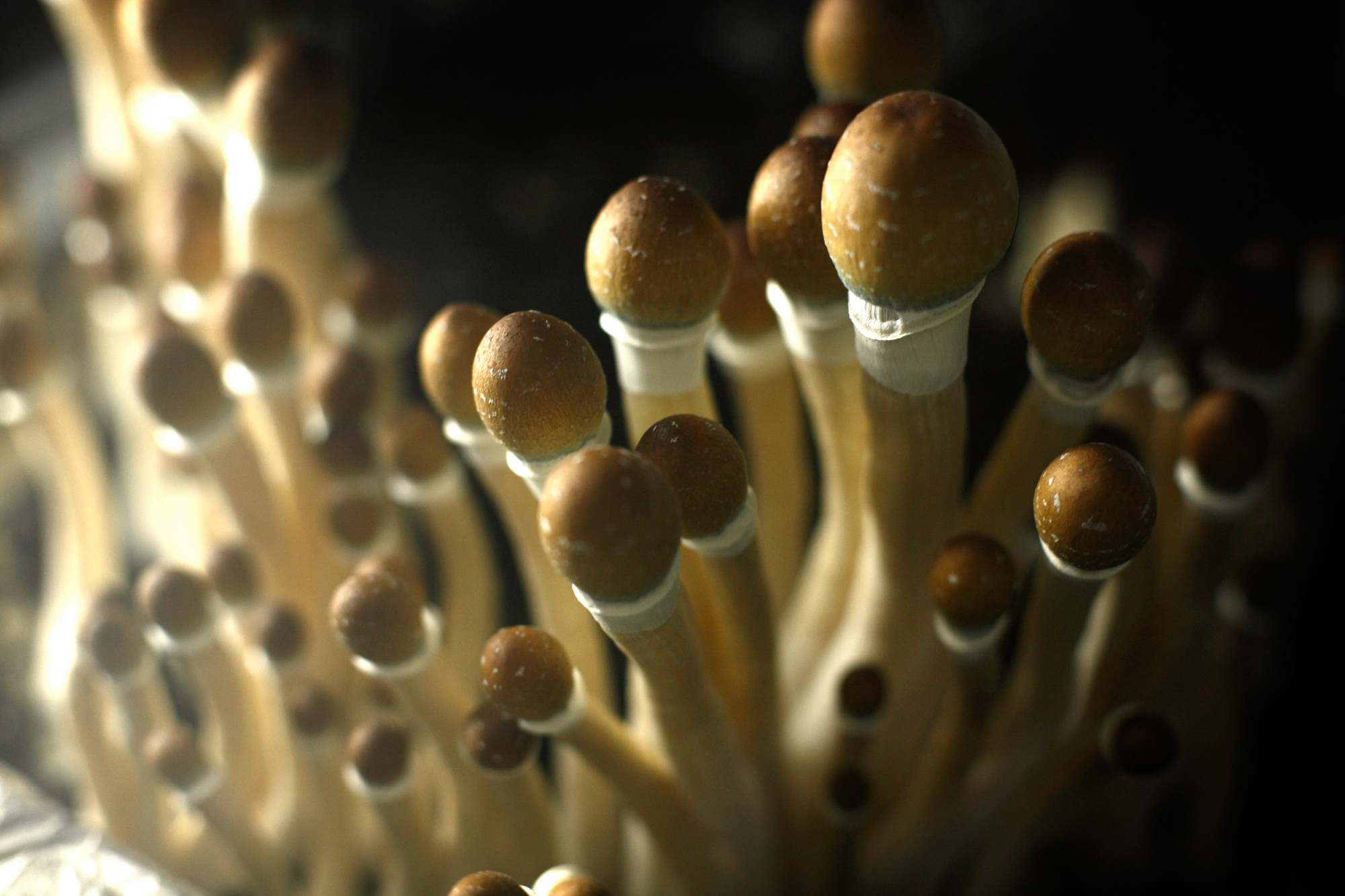 Are psychedelic mushrooms the next legalization frontier after cannabis?
