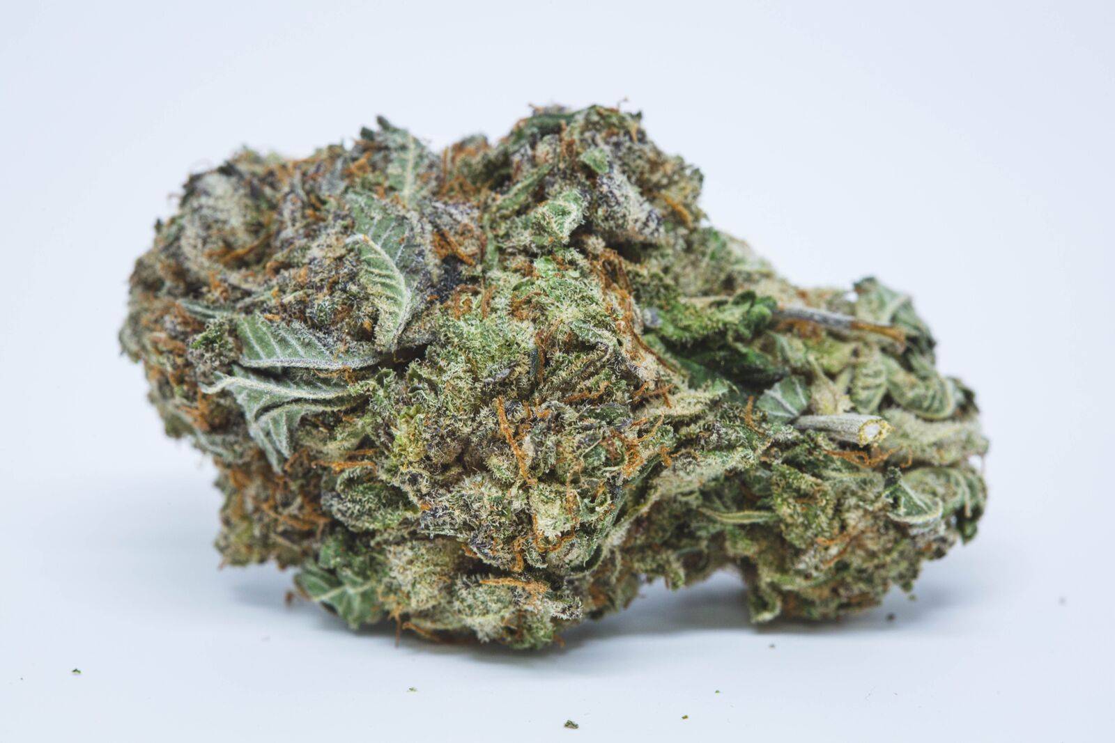 Platinum Purple Kush Strain of Marijuana Weed Cannabis Herb