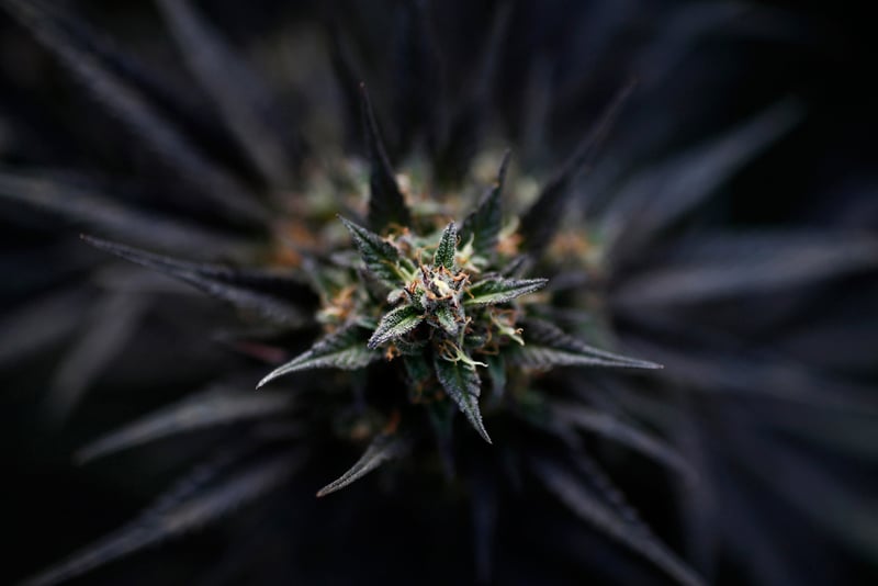 weeeeed The 10 best cannabis jobs you probably havent considered