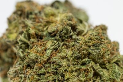 Alaskan Ice Weed; Alaskan Ice Cannabis Strain; Alaskan Ice Sativa Marijuana Strain Alaskan Ice Weed; Alaskan Ice Cannabis Strain; Alaskan Ice Sativa Marijuana Strain